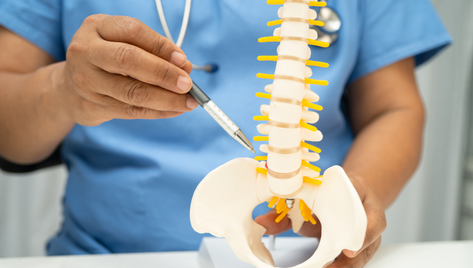 Studio di una colonna vertebrale